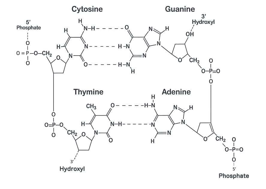 ポリデオキシリボヌクレオチド